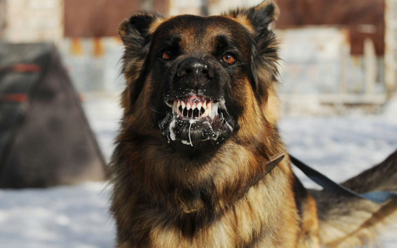 Rabies: Why every minute after a dog bite matters Rabies: Why every minute after a dog bite matters