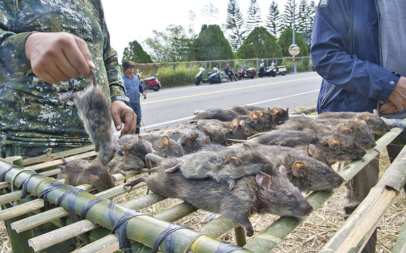 Rat invasion sparks health fears in Taiwan after first hantavirus death in 26 years Rat invasion sparks health fears in Taiwan after first hantavirus death in 26 years