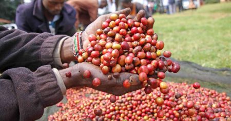 Record payouts for Kirinyaga coffee growers in wake of sector reforms