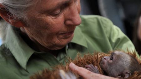 Renowned British chimpanzee expert Jane Goodall dies at 91