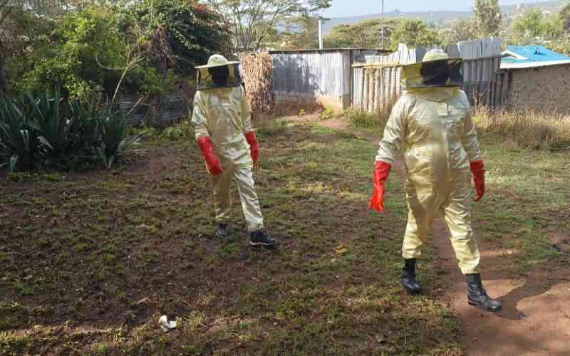 Samburu elephant, bee attack leaves three dead and several injured Samburu elephant, bee attack leaves three dead and several injured