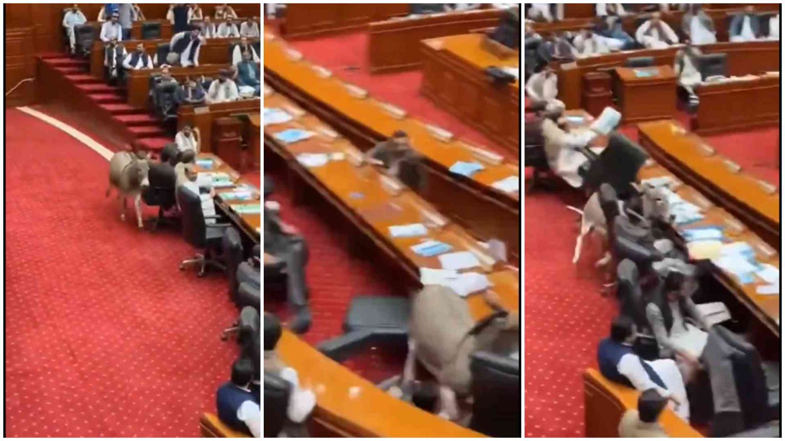 Senate chaos as donkey crashes Pakistani parliamentary session Senate chaos as donkey crashes Pakistani parliamentary session