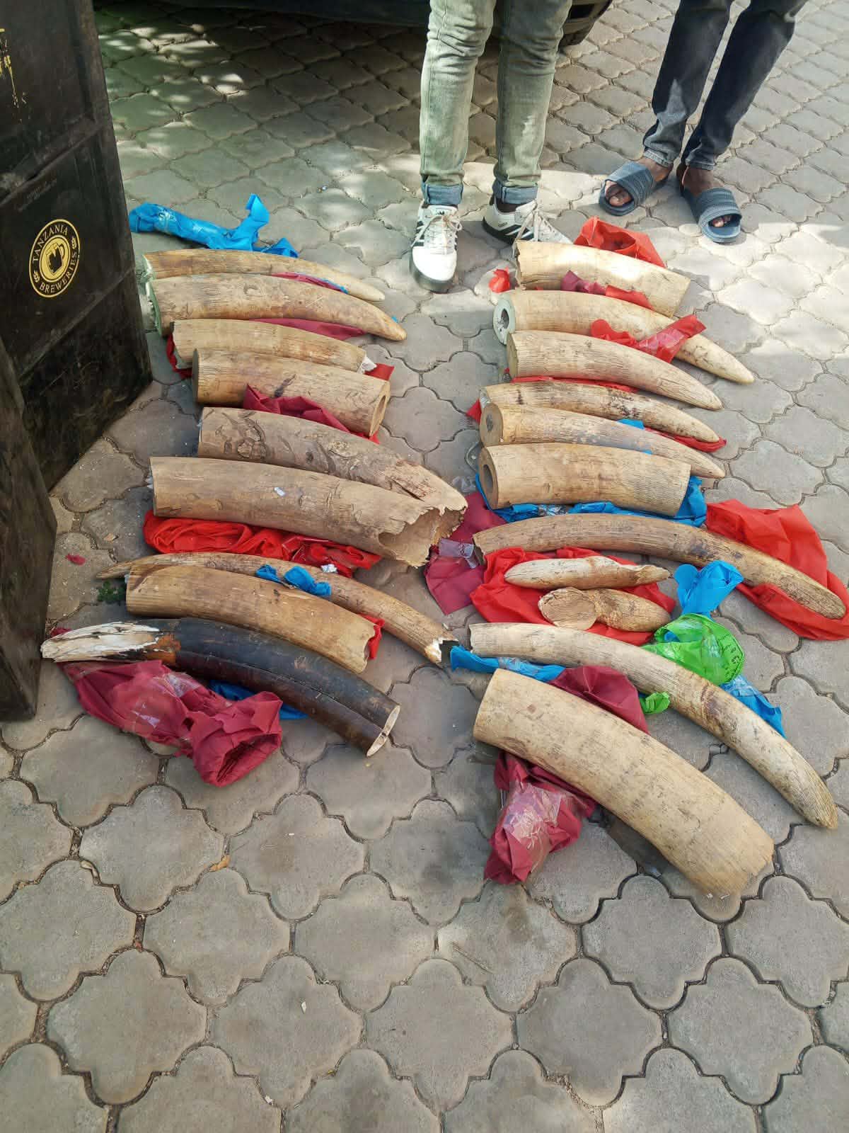Sh11m ivory seized, two foreigners arrested in Namanga Sh11m ivory seized, two foreigners arrested in Namanga