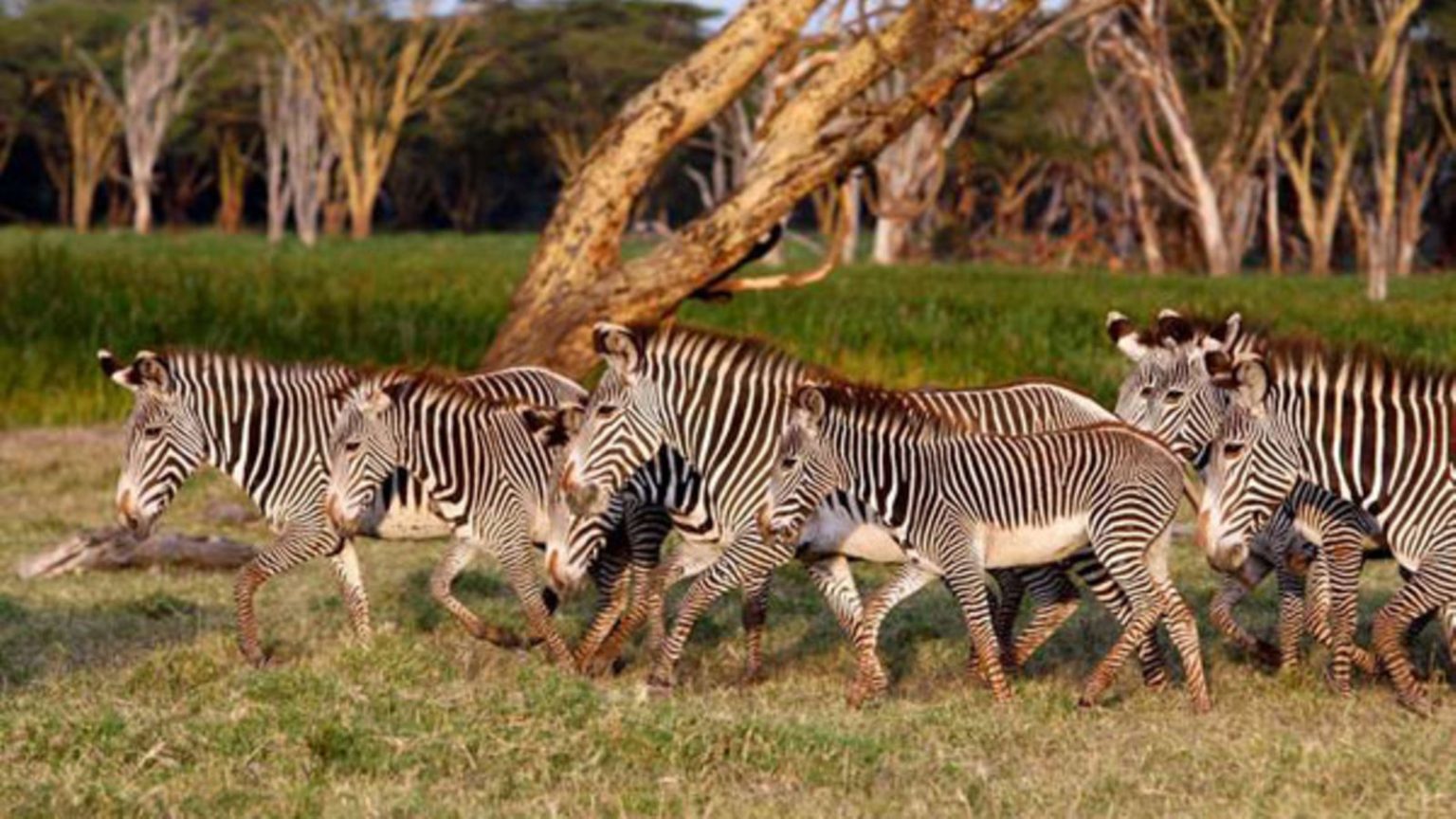 Sh800m annually, five tonnes a day: How zebras, dik-diks and giraffes end up on your dinner plate