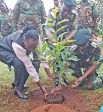State pilots model villages to plant 15bn trees by 203