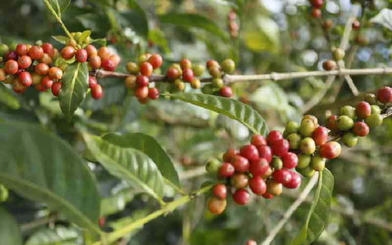 State to heed ruling on new coffee payment system State to heed ruling on new coffee payment system