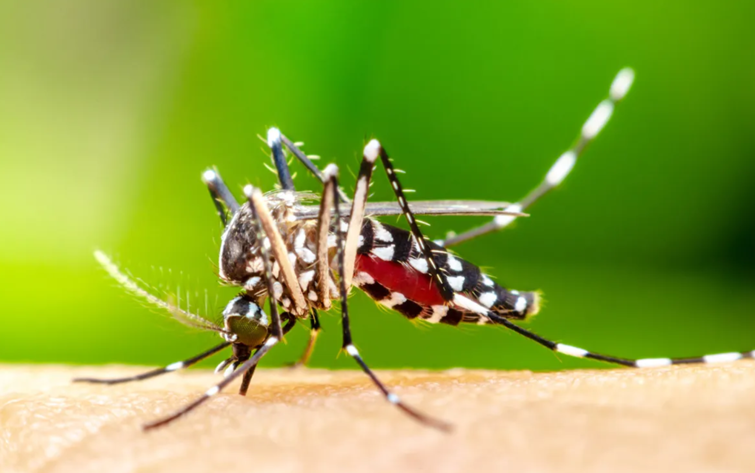 Taking down malaria’s bodyguards: scientists target parasite’s secret defence system