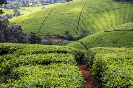 Kenyan Wall Street - Business, Markets & Finance Insights
