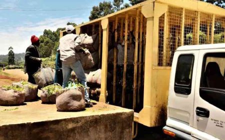 Tea agency asks Mombasa County officials to waive Sh7,000 levy on tea ferrying trucks