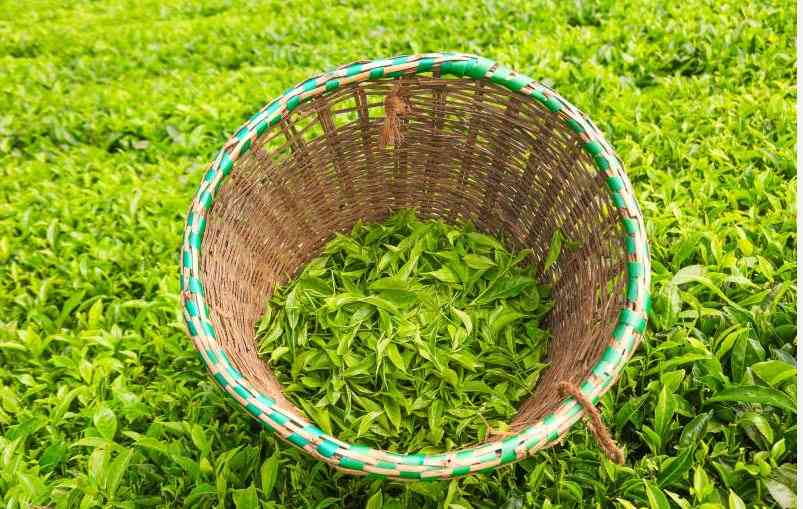 Tea auction up as sector eyes new markets Tea auction up as sector eyes new markets