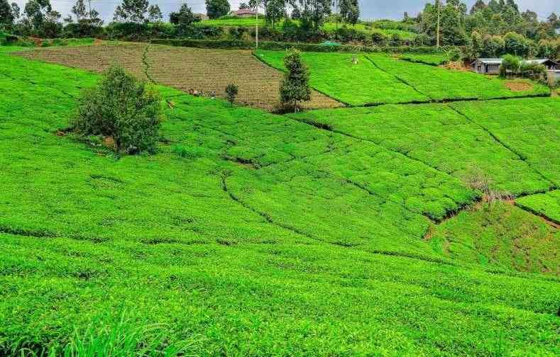 Tea market achieves Sh1.1 billion in the weekly auction Tea market achieves Sh1.1 billion in the weekly auction