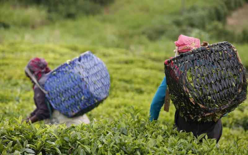 Tea sector bosses face lifestyle audit as MPs move to restore sanity Tea sector bosses face lifestyle audit as MPs move to restore sanity