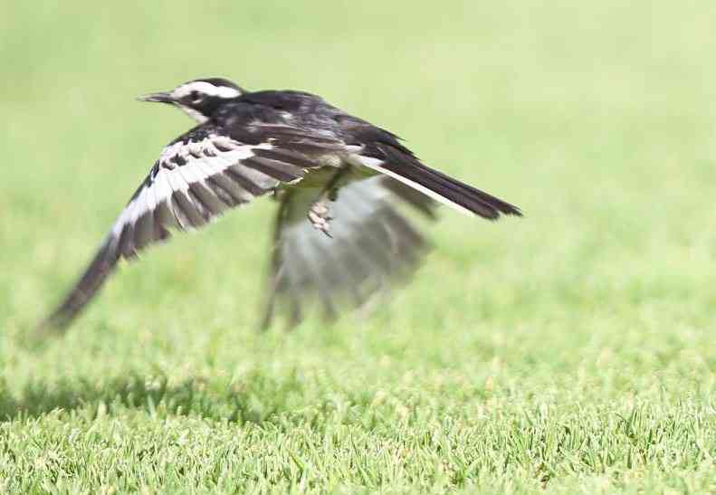 Teams shoot without missing as some fly without perching Teams shoot without missing as some fly without perching