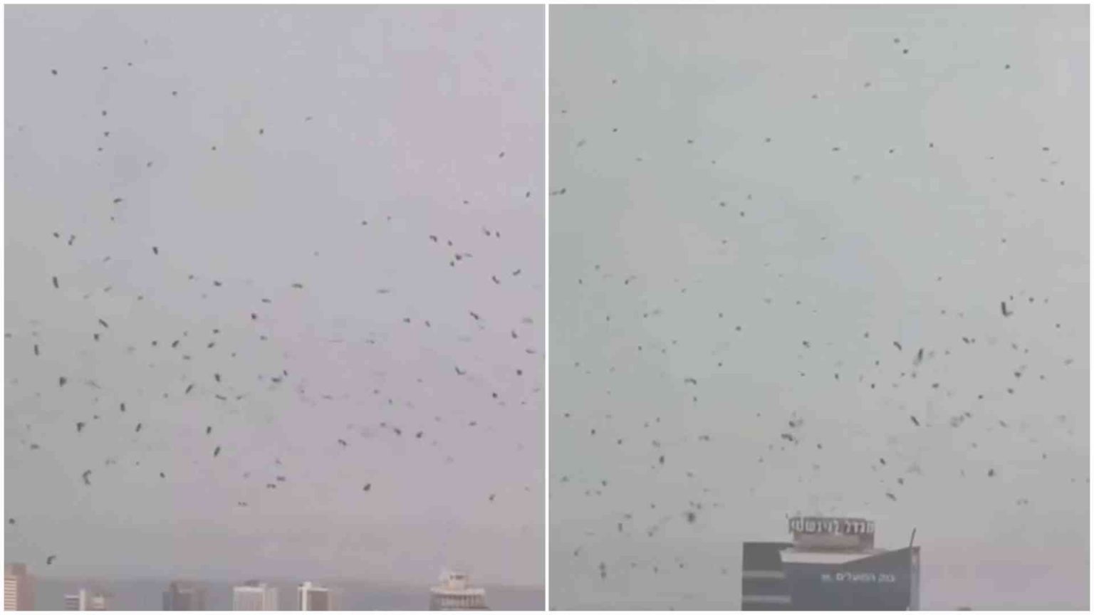 Tel Aviv skies darkened by thousands of crows, sparking ‘end times’ buzz Tel Aviv skies darkened by thousands of crows, sparking 'end times' buzz