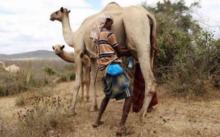 Tension high as camel herders invade farms in Mwatate