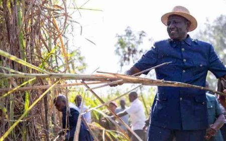 The irony of Ruto's sugar revival plan targeting mass layoffs