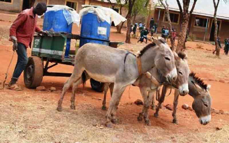 The true cost of donkey skin trade on African economies The true cost of donkey skin trade on African economies
