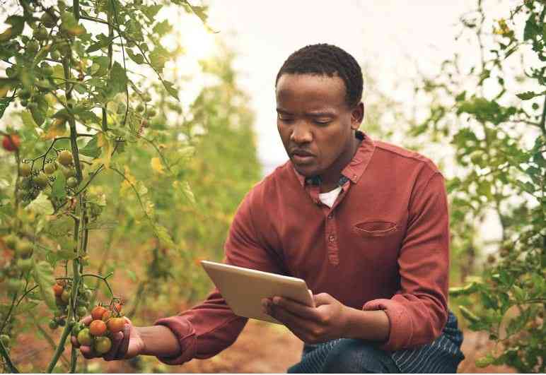 Three bets African leaders must make after elections to deliver for farmers Three bets African leaders must make after elections to deliver for farmers