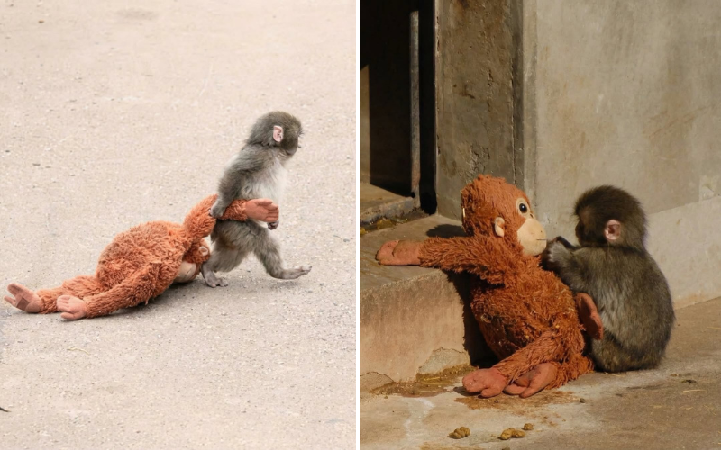 Touching: Baby monkey rejected by mother finds love in doll, warms hearts online Touching: Baby monkey rejected by mother finds love in doll, warms hearts online