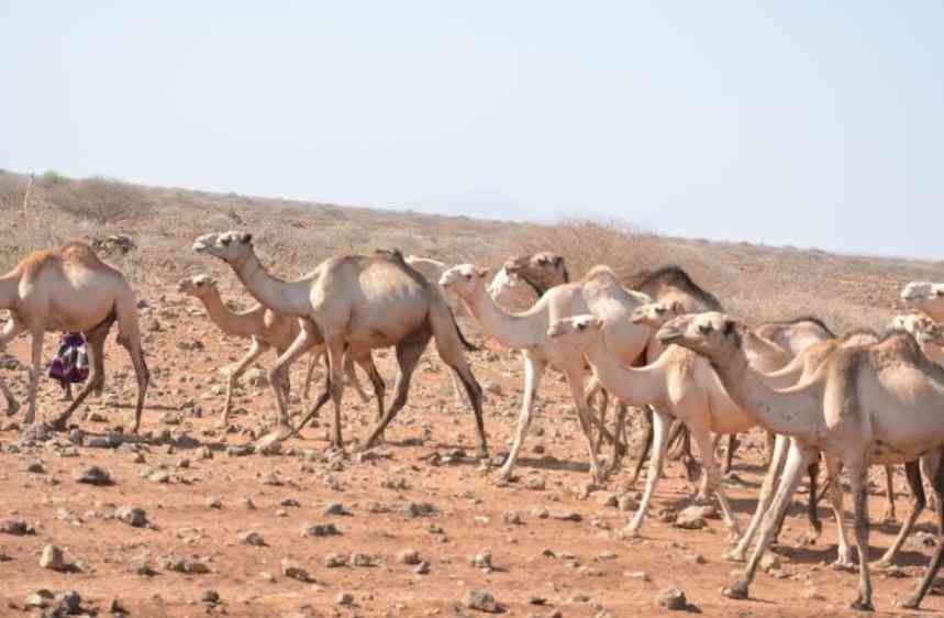 Twenty-three counties facing food shortage as drought crisis deepens Twenty-three counties facing food shortage as drought crisis deepens