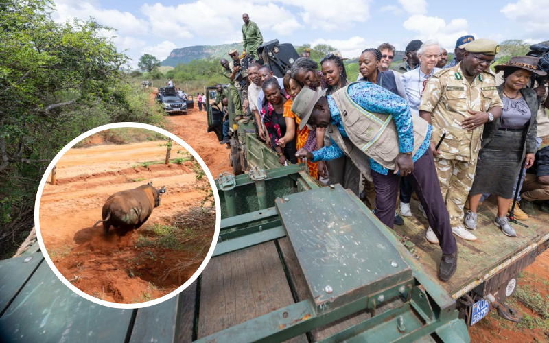 VIDEO: President Ruto panics after rhino charged towards him in Tsavo VIDEO: President Ruto panics after rhino charged towards him in Tsavo