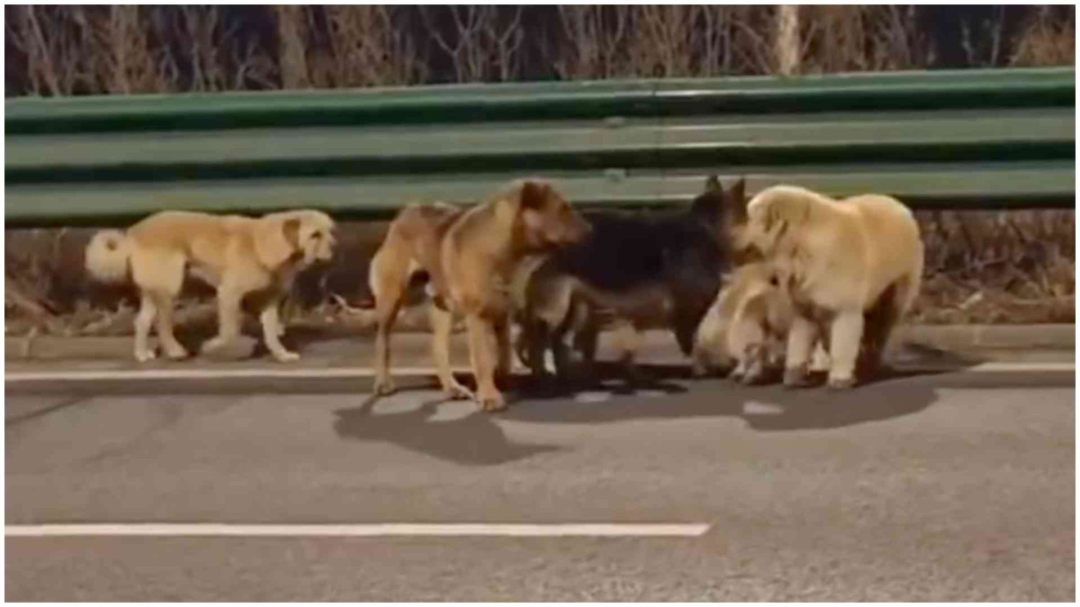 Viral dog escape video debunked, truth behind Chinese highway clip Viral dog escape video debunked, truth behind Chinese highway clip