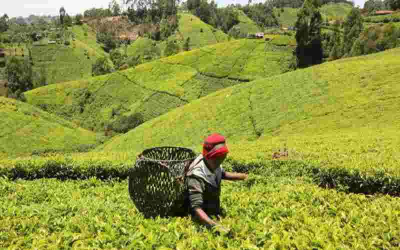 Wamuchomba demands suspension of tea export levy Wamuchomba demands suspension of tea export levy