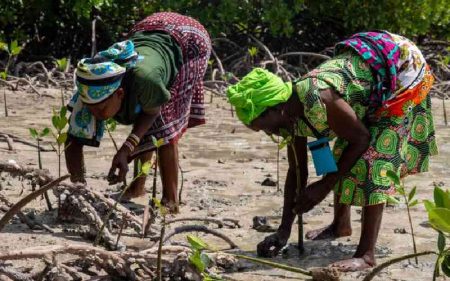 We should protect mangrove ecosystem to secure the future