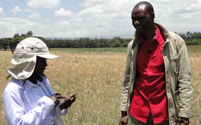 Wheat and chaff: Kenya's wheat problem goes beyond food Wheat and chaff: Kenya's wheat problem goes beyond food