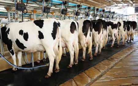 Why Jersey cows are a good pick for local farmers