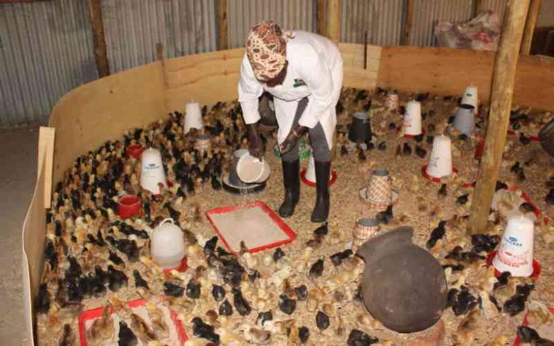 Why Kenya is facing poultry feed crisis Why Kenya is facing poultry feed crisis