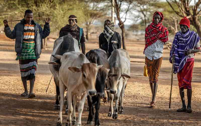 Why camels are replacing cows as Kenya battles drought Why camels are replacing cows as Kenya battles drought