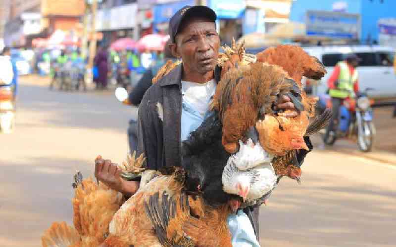 Why kienyeji chickens have become long on the beak and short on muscle Why kienyeji chickens have become long on the beak and short on muscle