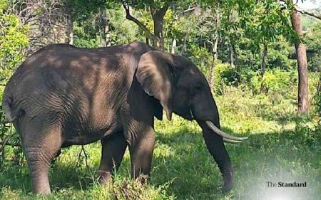 Why restoration of Nyekweri Forest is key to community survival, wildlife conservation