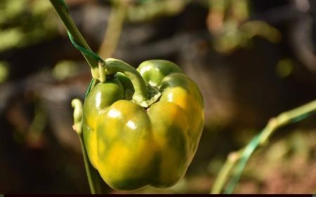 Will Gen Z claim untapped farming goldmine?